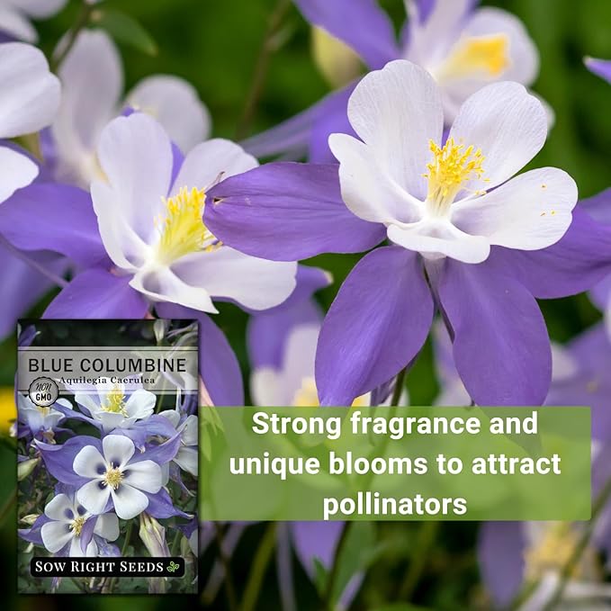 Sow Right Seeds - Blue Columbine Flower Seeds to Plant - Non-GMO Heirloom Packet With Instructions to Plant in Your Garden- Beautiful Perennial Flowers - Attract Hummingbirds, Bees and Butterflies (3)