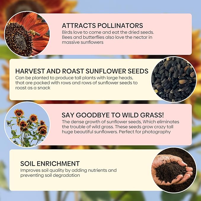 Chocolate Cherry Sunflower Seeds, 6-8 FT Giant Burgundy Black Sunflower, 80+ Helianthus Annuus Seeds, Non-GMO | Heirloom | High Germination | Attracts Pollinators
