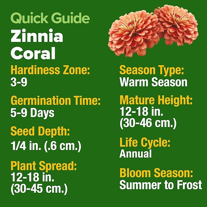 HOME GROWN Coral Zinnia Seeds (1g) – 300 Zinnia elegans Annual Flower Seeds for Planting Outdoors – Heat Tolerant Easy Summer Flowers to Plant – Herb Seed Companion for Pollinator Garden Beds for 2026
