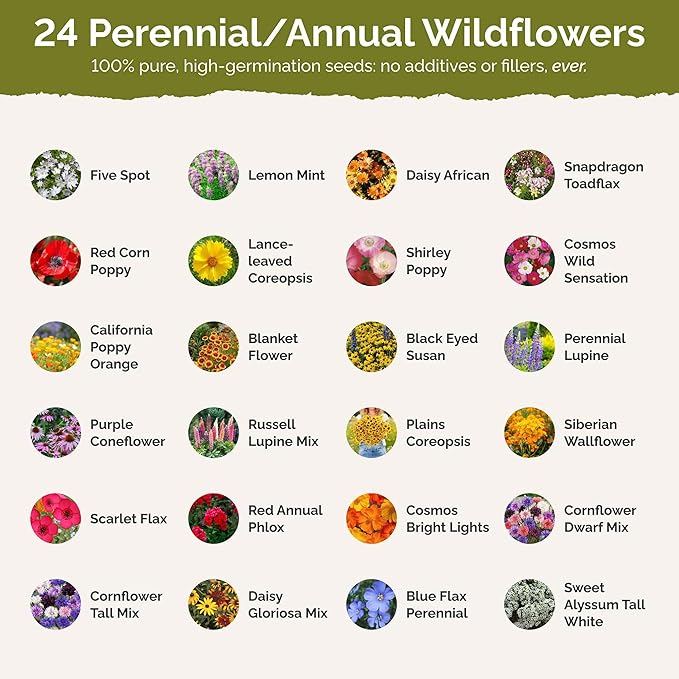 Eden Brothers Georgia Wildflower Mixed Seeds for Planting, 1 lb, 480,000+ Seeds with Cornflower, Cosmos, African Daisy | Attracts Pollinators, Plant in Spring or Fall, Zones 3, 4, 5, 6, 7, 8, 9, 10