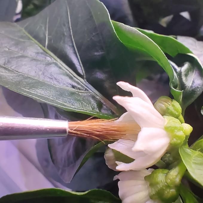10 Pack Pollination Brush for Indoor Hydroponic Garden，Suitable for Tomatoes, Peppers and Other Flowering Plants Grown in Hydroponic Growing System
