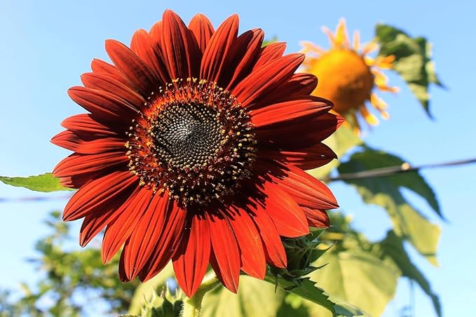 Black Duck Brand Set of Flower Seed Packets! Flower Seeds in Bulk - Great for Creating The Garden of Your Dreams! (200, Assorted Sunflower)