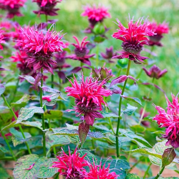 1000+ Seed Bee Balm Seeds for Planting Outdoor - Heirloom Non-GMO Ornamental Bee Balm Plant Beautiful Perennial Flower Seeds in Your Home Garden