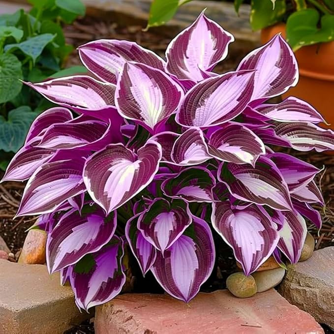 330+ Hosta Seeds for Planting - Perennial Hosta Seeds Outdoor Garden Attract Pollinators Perennial Bonsai Decoration