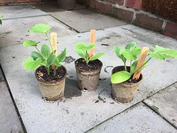 Clovers Garden Organic Recycled Paper Seed Starter Pots - 100% Biodegradable Peat-Free Pots for Seedlings - Qty 60 (3.5" Round) with 24 Markers
