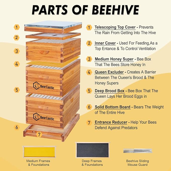 BeeCastle 10 Frame Langstroth Bee Hive Coated with Beeswax Includes Beehive Frames and Waxed Foundations (2 Deep Boxes & 1 Medium Box)