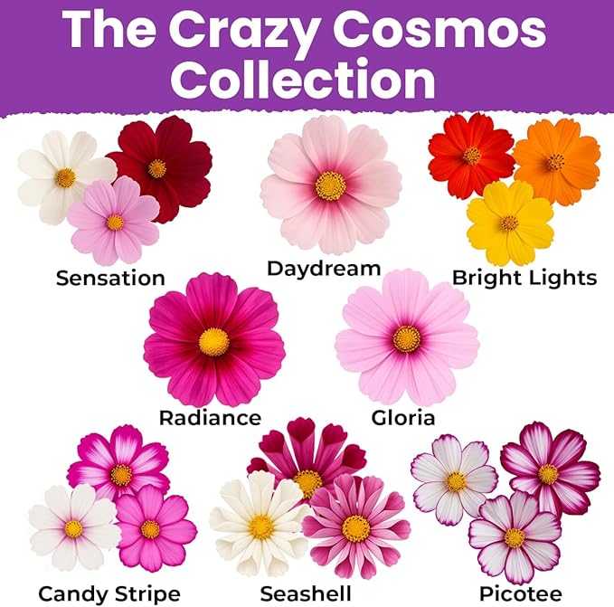 NatureZ Edge, Crazy Cosmos Seeds for 2026, 5300 Cosmos Seed, 1.25 oz, Made in USA, Annual Cut Flowers, Wildflower Seeds Bulk for Planting Flowers, Wild Flowers Seed Throw and Grow, semillas de Flores
