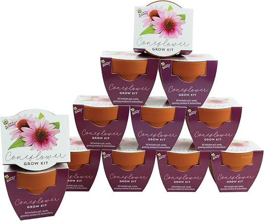 BUZZY Seeds Coneflower Mini Grow Pots 12-Pack – Terracotta Flower Starter Kit, DIY Gardening Project, Indoor-Outdoor Plant Gift