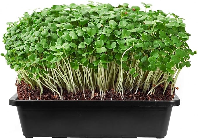 SINJEUN 15 Pack Mesh Bottom Seed Starter Trays, 15 x12 Inch Plastic Plant Tray Mesh Plant Germination Trays for Microgreens, Black