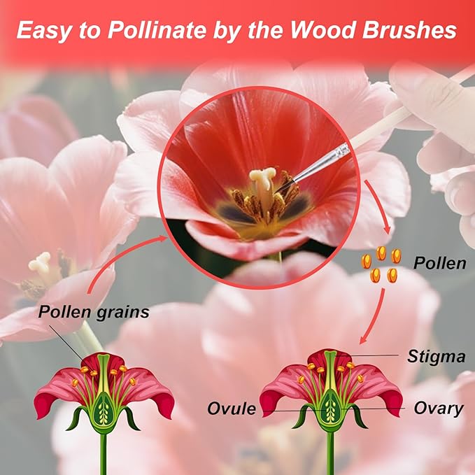 15pcs Pollination Brush, Wooden Plant Pollinating Brush Pollinator Brushes Tool for Increasing Fruit Yield Indoor Hydroponic Plants Greenhouse Garden