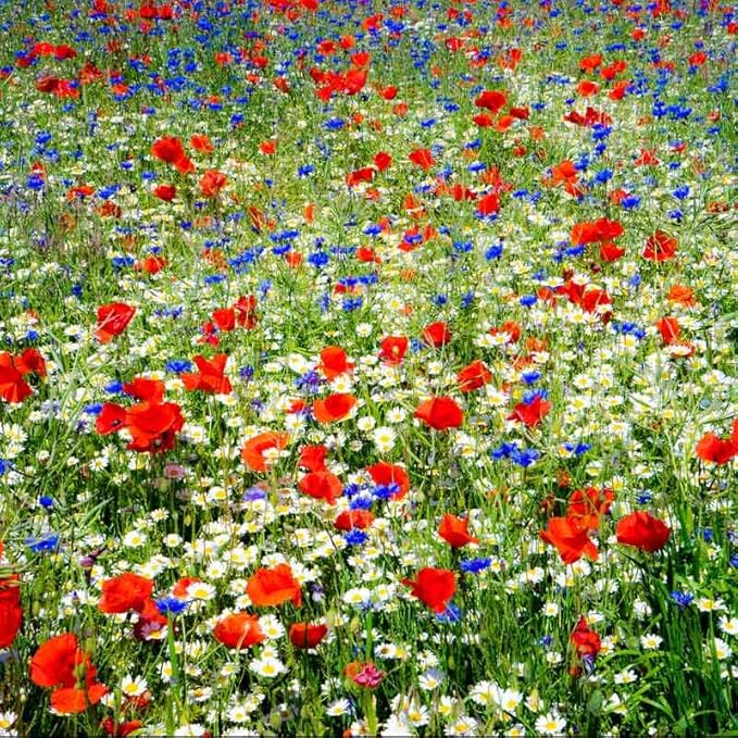 Eden Brothers Field of Dreams Flower Mixed Seeds for Planting, 1/4 lb, 120,000+ Seeds with German Chamomile, Cornflower | Attracts Pollinators, Plant in Spring or Fall, Zones 3, 4, 5, 6, 7, 8, 9, 10