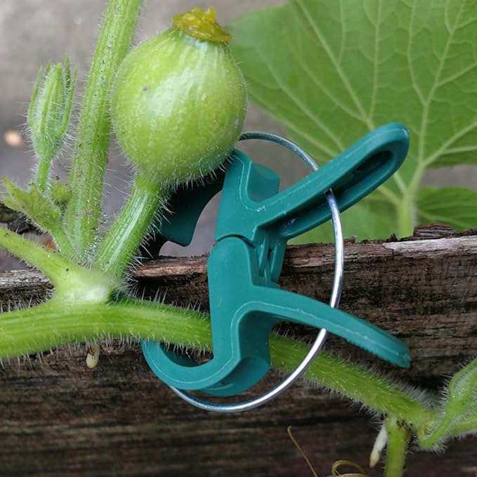60 Garden Plant Clips,Plant Support Clips Hold Plant Stems, for Multi-Purpose Plants Rattan Clip Rose, Sturdy Cucumber Orchid Clip Plant Support Adjustable Clip Green (Large 60Pcs), DHYWJ-01