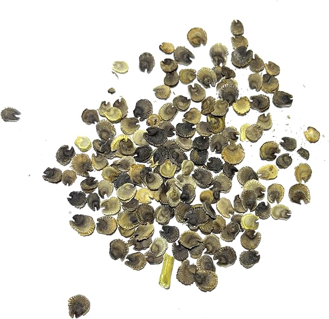 Seed Needs, Mixed Carnival Hollyhock Seeds - Heirloom Seeds for Planting Alcea rosea - Biennial Wildflower that Attracts Pollinators to the Garden (2 Packs)