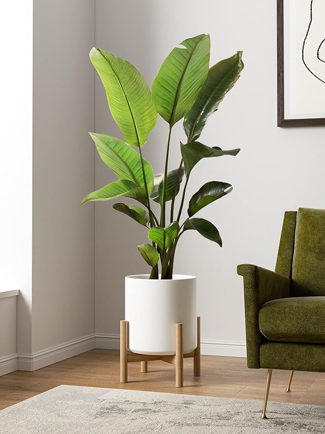 LE TAUCI 12 Inch Pot for Plants, Ceramic Planters for Indoor Plants, Mid-Century Modern Cylinder Flower Pots with Drainage Hole, Fits Fiddle Leaf Fig & Monstera, Home Decor, White