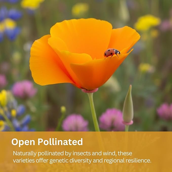Drought Tolerant Wildflower Mix – 20,000+ Seeds – 1 oz Bulk Extra Large Resealable Packet – Non-GMO Flower Seeds for Dry Climates – Black-Eyed Susan, Coreopsis, California Poppy & More