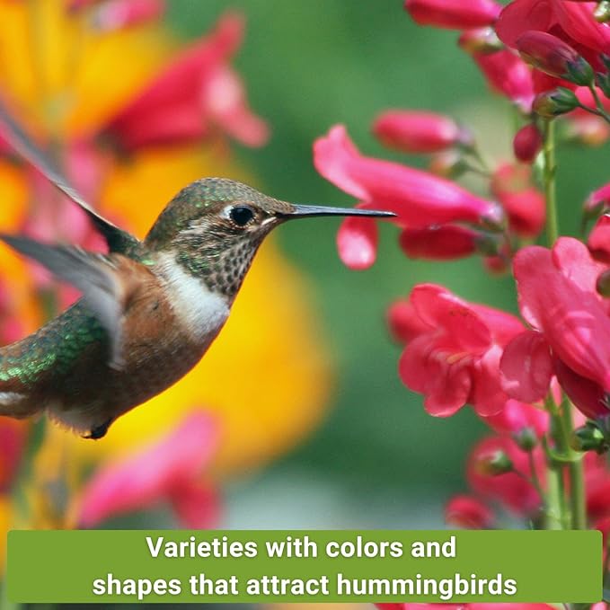 Sow Right Seeds - Hummingbird Seed Collection for Planting - Snapdragons, Russell Lupine, and Columbine - Seed Kit for Pollinators - Non-GMO Heirloom with Instructions to Plant - Makes a Great Gift