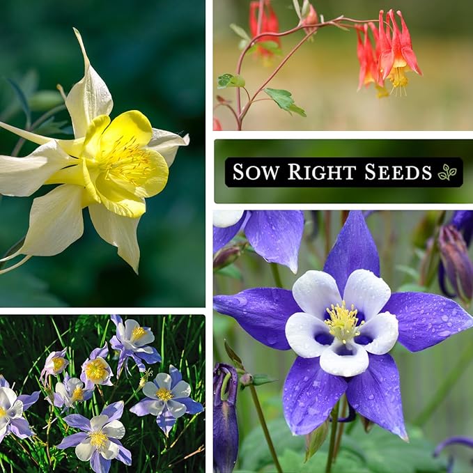 Sow Right Seeds - Columbine Flower Seed Collection for Planting - Blue and McKana Giants Flowers to Plant in Your Garden - Non-GMO Heirloom Seeds - Seed Kit Attracts Pollinators - Great Gift