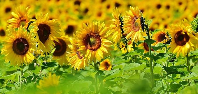 Black Duck Brand Set of Flower Seed Packets! Flower Seeds in Bulk - Great for Creating The Garden of Your Dreams! (25, Mammoth Sunflower)