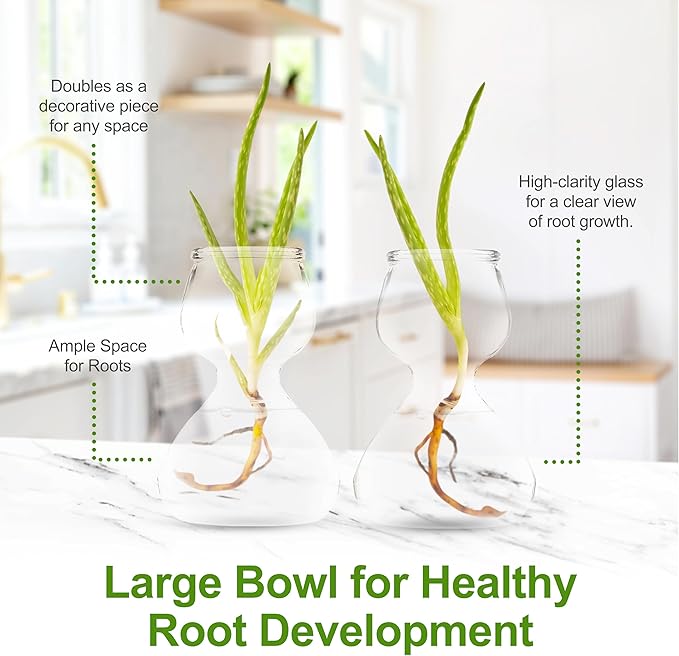 Garden Guru Plant Propagation Stations - Clear Glass Bud Vases Set of 2 - Mini Vases for Wedding Centerpieces, Cafe Décor, Tea Shop Displays - Small Hydroponic & Flower Vase