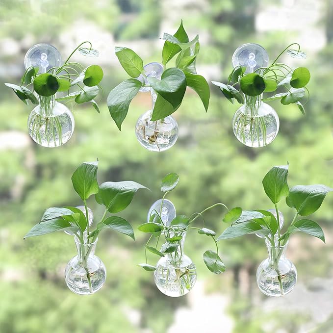 6 pcs Window Propagation Stations, Easy to Install Plant Propagation Bulbs with Suckion Cups, No Nails Wall Hanging Planter Propagation Station, Glass Plant Terrarium Vase