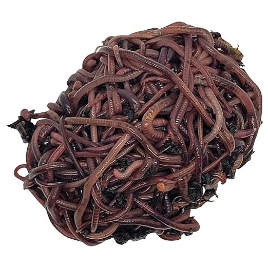 500 (1/2lb+) Red Wigglers Live Worms for Composting and Garden - Earth Worms - Live Delivery! Worm Castings - Worm Farm for Kids & Worm Castings Starter