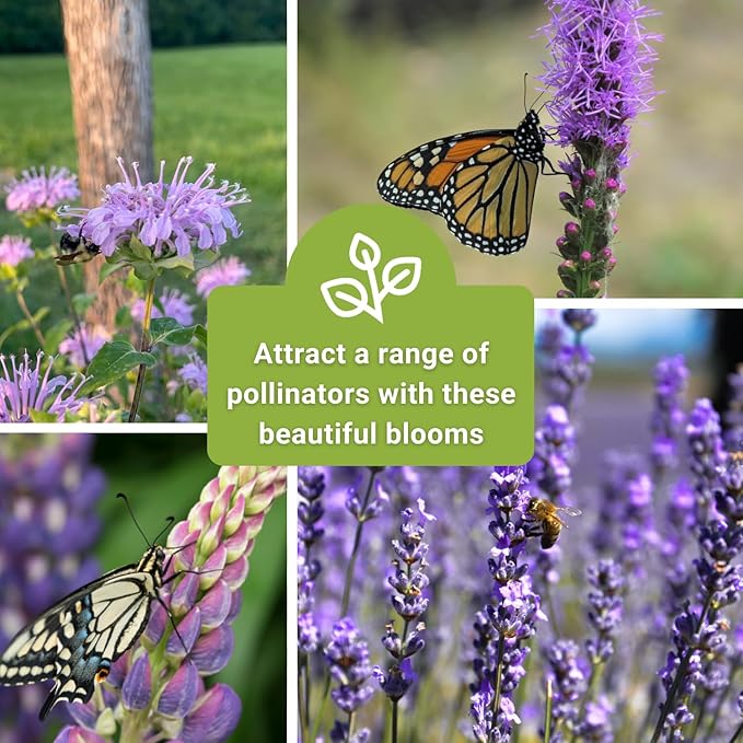 Sow Right Seeds - Bee Seed Collection for Planting - Bergamot, Gayfeather, Lavender and Lupine - Seed Kit for Pollinators - Non-GMO Heirloom with Instructions to Plant & Grow - Makes a Great Gift