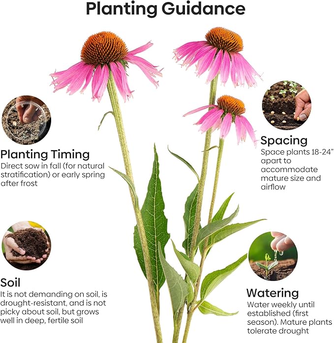 Purple Coneflower Seeds 1 OZ, Perennial Open Pollinated Non-GMO Echinacea Seeds Grown in The USA, Cone Flower Seed for Planting, USDA 3-9