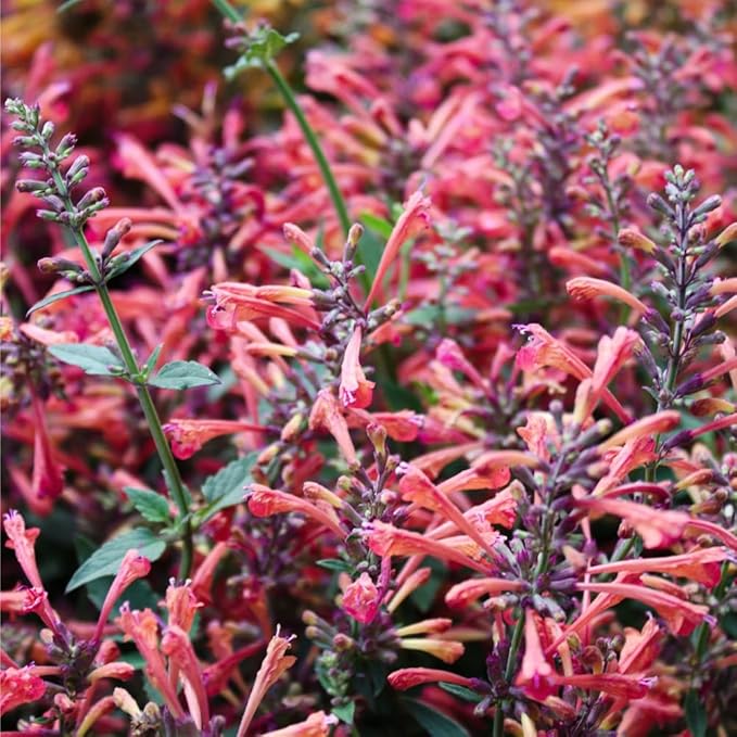 50+ Pink Hummingbird Mint Seeds for Planting, Agastache Seeds Perennial,Hyssop Seed Organic with Pink Spikes,Long Blooming Pollinator Plant for Hot Dry Gardens