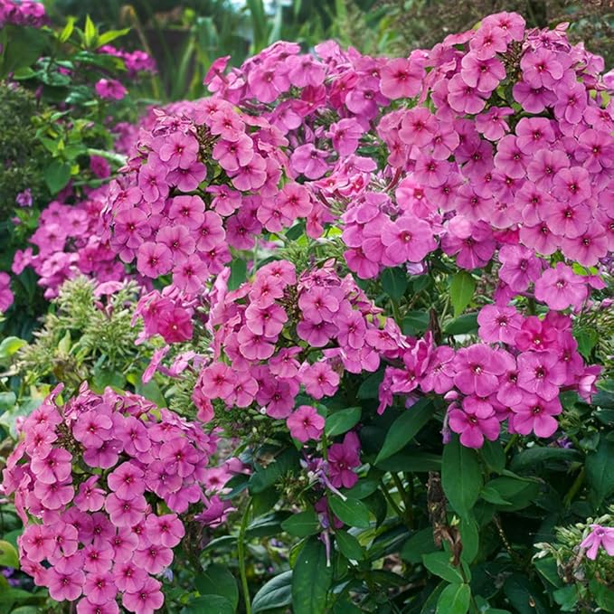 Complete Perennial Pollinator Flower Bulb Garden - 30 Bulbs for 50 Days of Continuous Blooms (Summer Color from July Through October) - Easy to Grow Summer Planting Bulbs by Willard & May