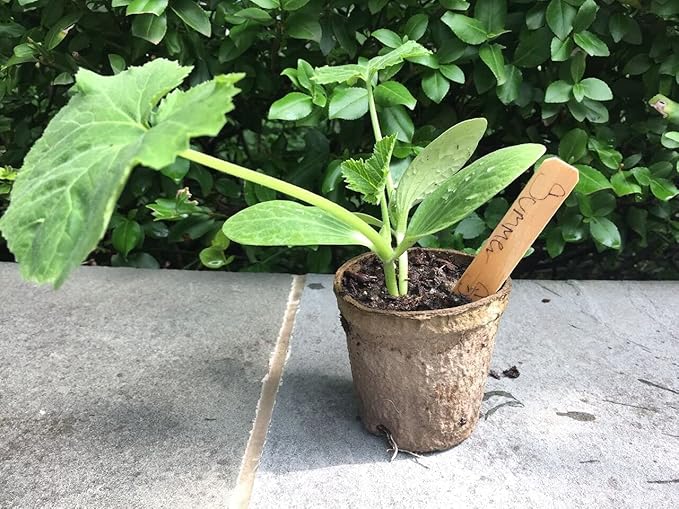 Clovers Garden Organic Recycled Paper Seed Starter Pots - 100% Biodegradable Peat-Free Pots for Seedlings - Qty 60 (3.5" Round) with 24 Markers