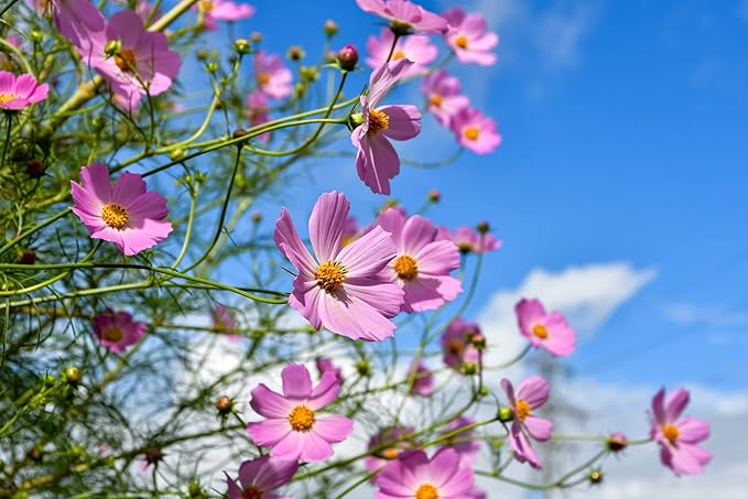 Set of 100 Cosmos - Early Sensation Annual Flower Seed Packets - Perfect for Creating Your Dream Garden! - Includes 100 Packets of Cosmos - Early Sensation Seeds!