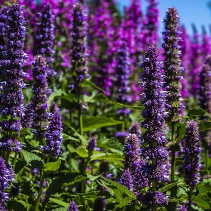 50+ Pink Hummingbird Mint Seeds for Planting, Agastache Seeds Perennial,Hyssop Seed Organic with Pink Spikes,Long Blooming Pollinator Plant for Hot Dry Gardens