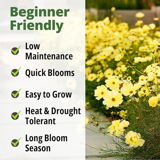 HOME GROWN Cosmos Seeds Dwarf Lemon – 300 Dwarf Cosmos Flower Seeds for Planting, Compact Yellow Blooms, Heat Tolerant Annual for Outdoor Gardens (.2g) – Cosmos sulphureus ‘Dwarf Lemon’