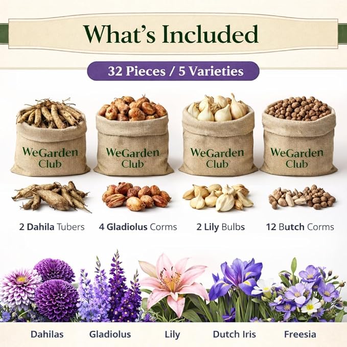 Royal Purple 64-Bulb Butterfly & Bee Pollinator Garden Mix – Premium Dahlias, Gladiolus, Lilies, Dutch Iris & Freesia | Easy-to-Grow Deer-Resistant Perennials | Summer Bloom, Spring Planting