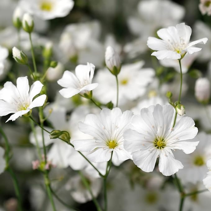 Seed Needs White Baby's Breath Seeds for Planting - Heirloom & Open Pollinated Annual Flowers - Perfect for a Butterfly Garden, Bouquets & Floral Arrangements (XL Packs)