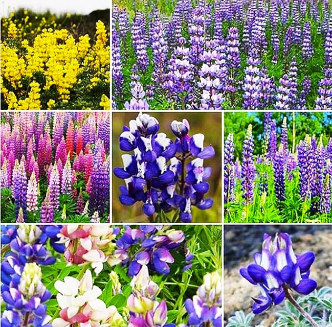 Pollinator Attracting Wildflower Seeds - Attracts Bees, Butterflies, and Other Beneficial Insects