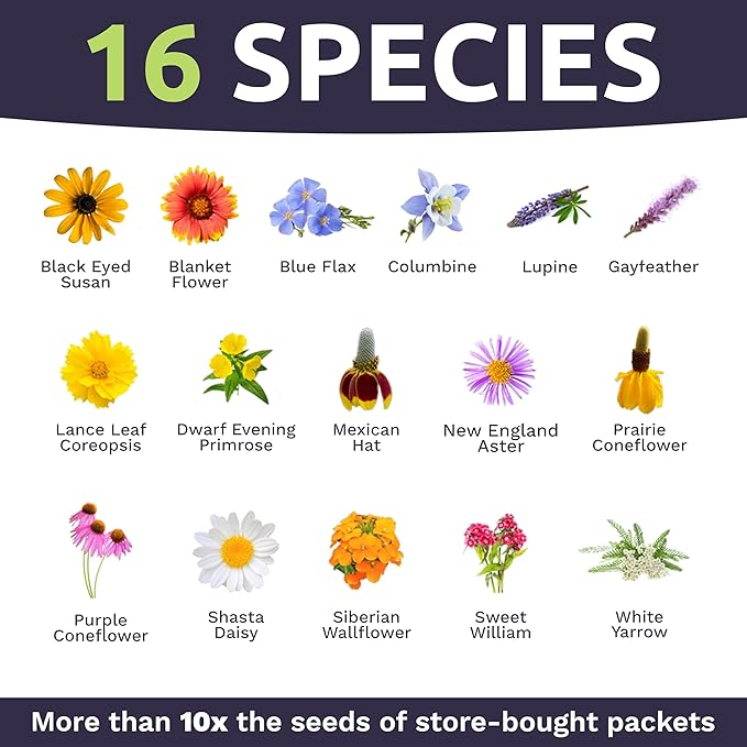 Perennial Wildflower Seeds Mixture - Bulk 1/4 Pound Bag - Over 60,000 Pure Live Seed - Open Pollinated and Non GMO