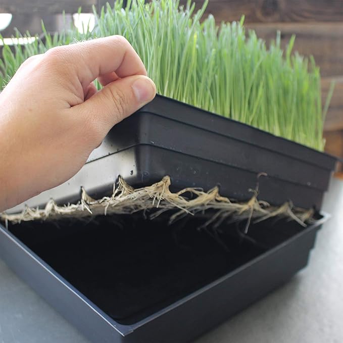 100-Pack 1020 Garden Growing Trays with Drain Holes - 10" x 20" Plastic Plant Trays with Holes - Wheatgrass Sprouting Tray, Microgreens Seed Tray, Hydroponic Trays, Nursery Flats, Greenhouse Supplies