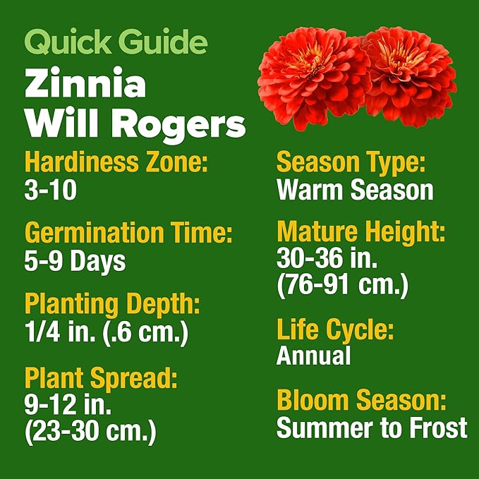 HOME GROWN Will Rogers Zinnia Seeds - 300 Zinnia Flower Seeds for Planting Outdoors - Tall Zinnia Elegans Cut Flowers - Heirloom Non-GMO Zinnia Seeds for 2026