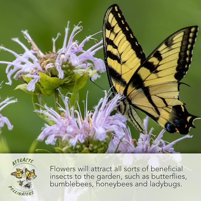 Seed Needs, Chinese Houses Seeds - 1,000 Heirloom Seeds for Planting Collinsia heterophylla - Open Pollinated Wildflowers for Growing a Butterfly Garden (1 Pack)