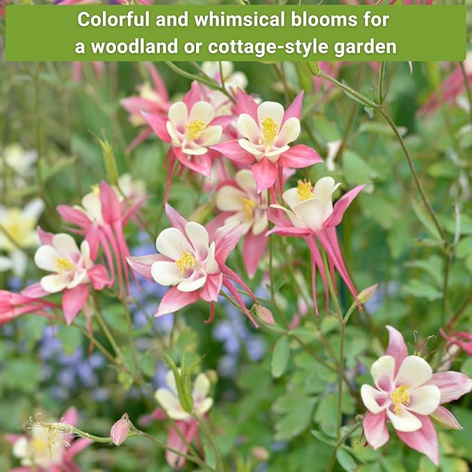 Sow Right Seeds - Columbine Flower Seed Collection for Planting - Blue and McKana Giants Flowers to Plant in Your Garden - Non-GMO Heirloom Seeds - Seed Kit Attracts Pollinators - Great Gift