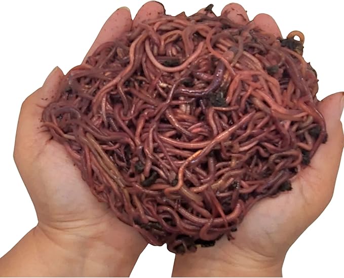 1000+ (1LB) Red Wigglers Live Worms for Composting Bins and Garden - Live Delivery! - Composting Earthworms - Great for Worm Castings, Pet Food, Garden Worms, Composting, Worm Farm for Kids!