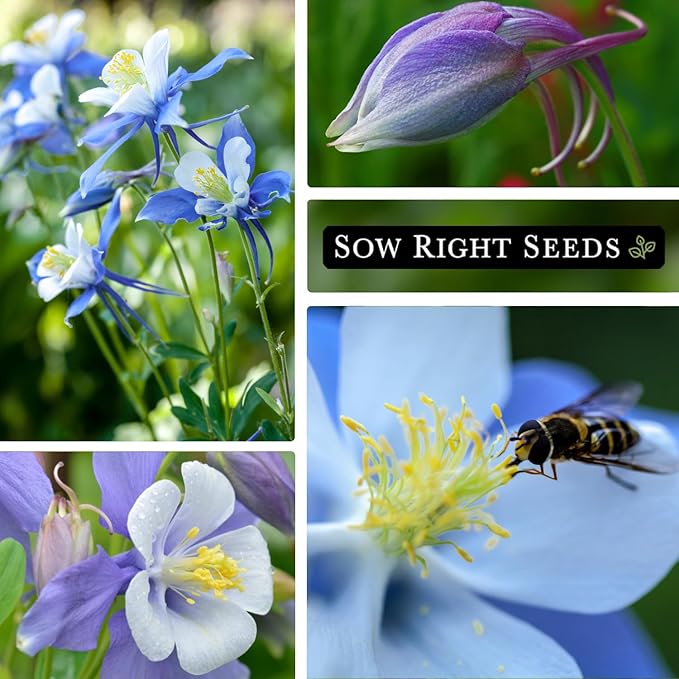 Sow Right Seeds - Blue Columbine Flower Seeds to Plant - Non-GMO Heirloom Packet With Instructions to Plant in Your Garden- Beautiful Perennial Flowers - Attract Hummingbirds, Bees and Butterflies (2)