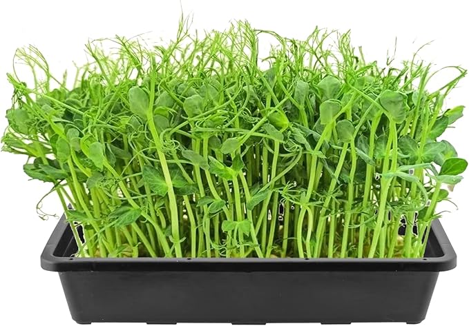 KEILEOHO 12 Pack Plastic Mesh Trays, Black Seed Sprouting Trays, Mesh Bottom Microgreens Growing Tray, Nursery Tray for Plant Seed Germination Propagation Growing, Wheat Grass Sprouting, 15 x 12 Inch