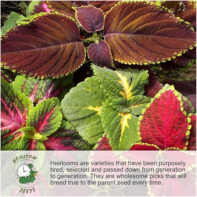 Seed Needs Texas Oklahoma Region Wildflower Seeds | 2 Ounce 30,000+ Seeds 22 Annual Perennial Species Open Pollinated | Bulk Mixed Flowering Seed Mixed Color Blooms Regional Variety
