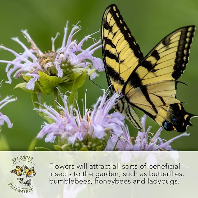 Seed Needs Deer Resistant Wildflower Seed Mix | 2 Ounce 30,000+ Seeds 22 Annual Perennial Species Open Pollinated | Bulk Seeds Mixed Color Blooms Annual Perennial Flowering Seed