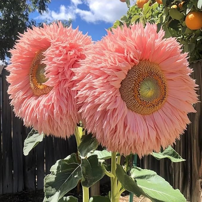 100+ Rare Sunflower Seeds for Planting - Giant Teddy Bear Sunflower Seeds Perennial- Non-GMO Heirloom Flower Attracts Pollinators