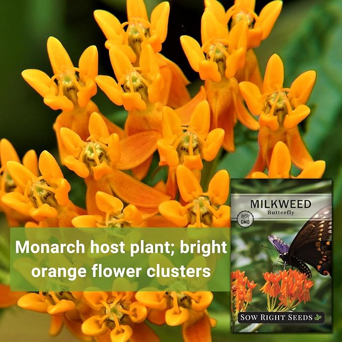 Sow Right Seeds Butterfly Milkweed Seeds - Attract Monarch And Other Butterflies to Your Garden - Non-GMO Heirloom Seed Packet With instructions for Planting - Perennial Host Plant for Pollinators (4)