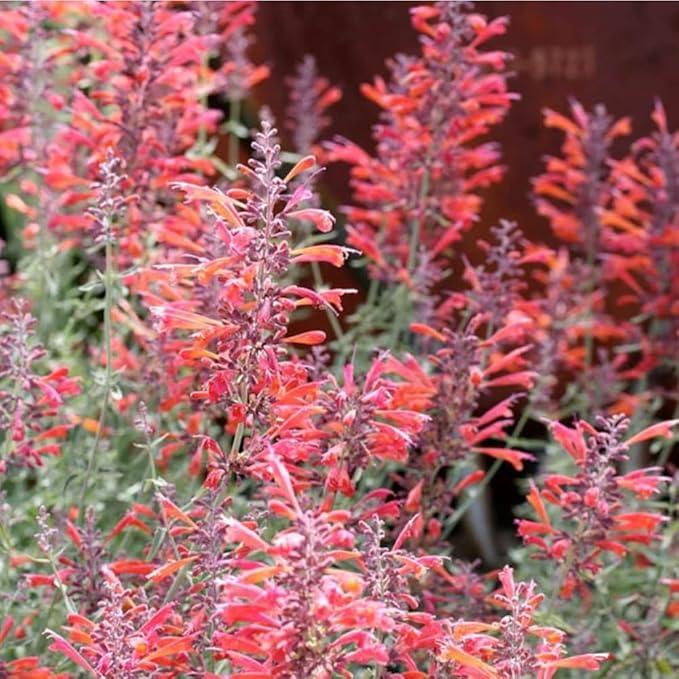 50+ Pink Hummingbird Mint Seeds for Planting, Agastache Seeds Perennial,Hyssop Seed Organic with Pink Spikes,Long Blooming Pollinator Plant for Hot Dry Gardens