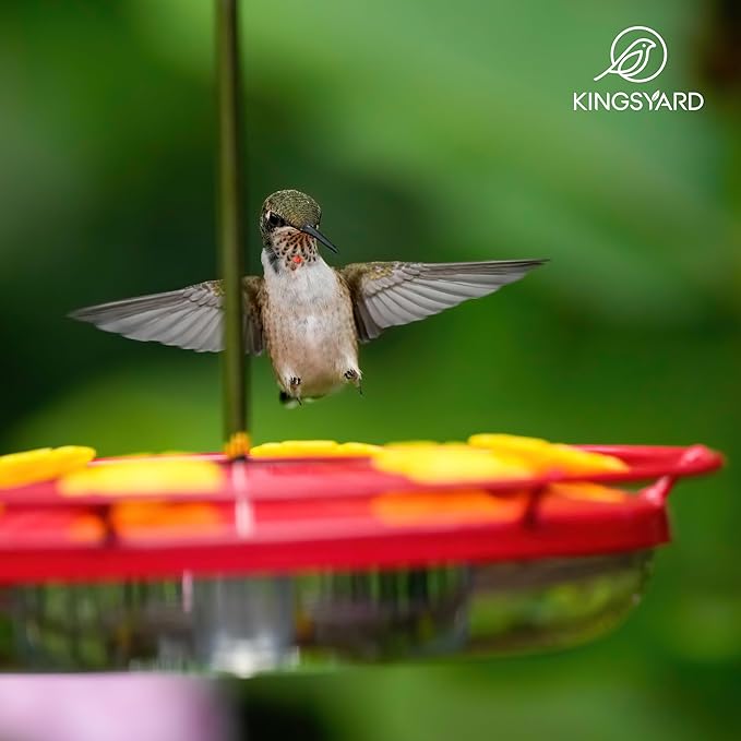 Kingsyard 12 oz Hummingbird Feeder with Rain Guard Dome, Leak-Proof Saucer Nectar Feeder for Outdoors Hanging, Built-in Ant Moat & 6 Bee-Proof Ports, Easy to Refill & Clean, Red